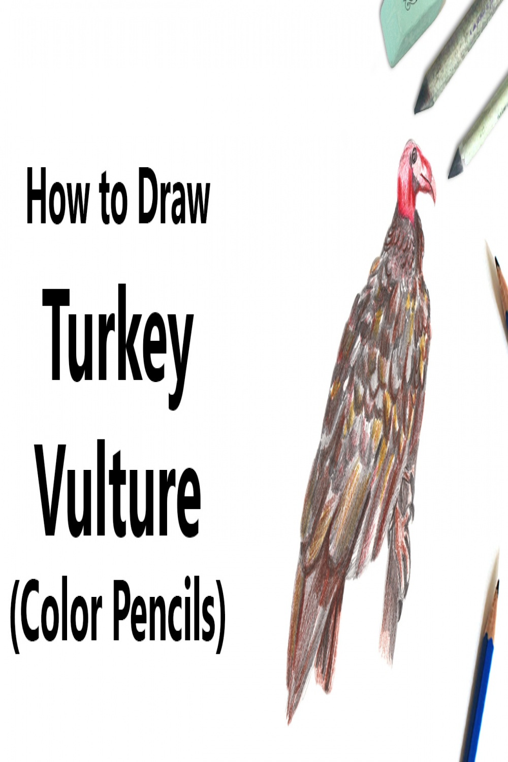 How to Draw a Turkey Vulture with Color Pencils [Time Lapse]