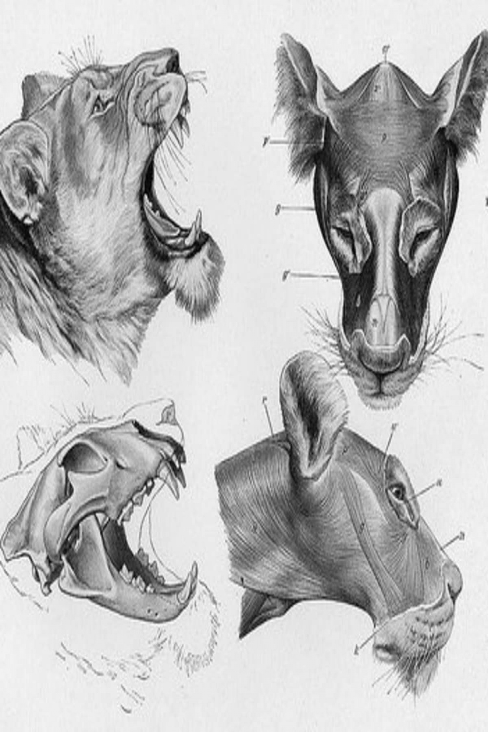 How to Draw Animals - FeltMagnet