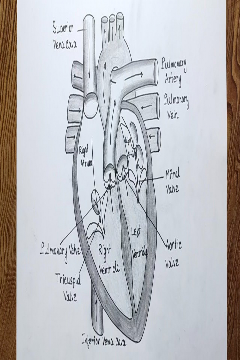 How to draw human heart diagram easily/ Human heart diagram drawing