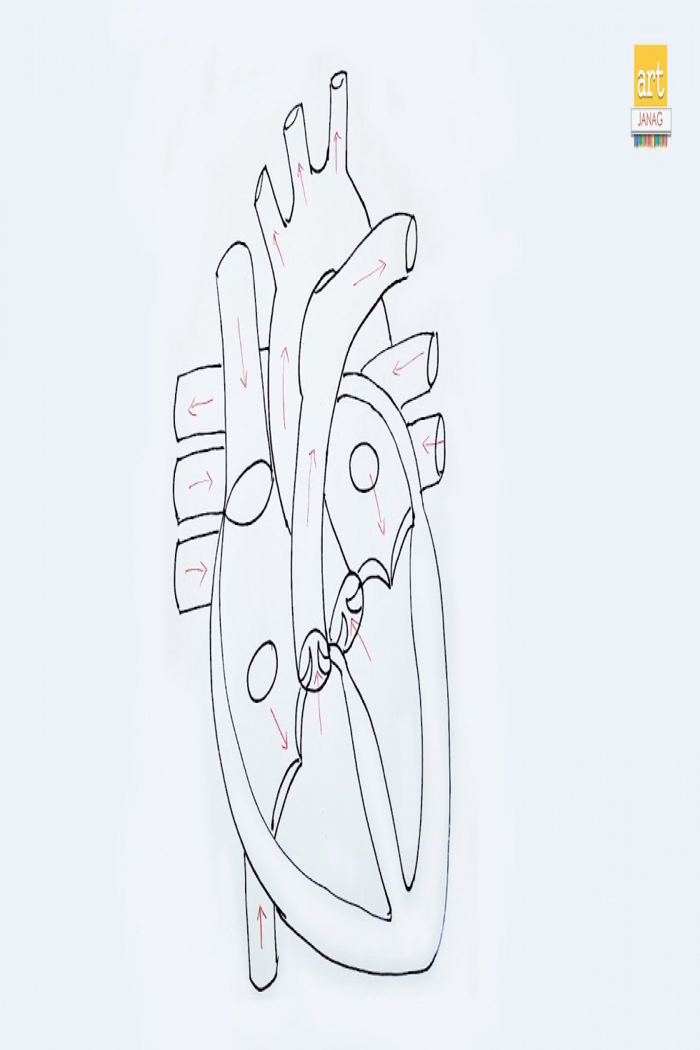 How to draw Human Heart  Human heart diagram  class  #artjanag