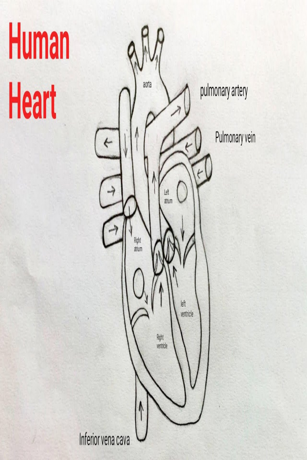 How to draw Human Heart step by step  Human Heart diagram easily  Human  Heart drawing easy method