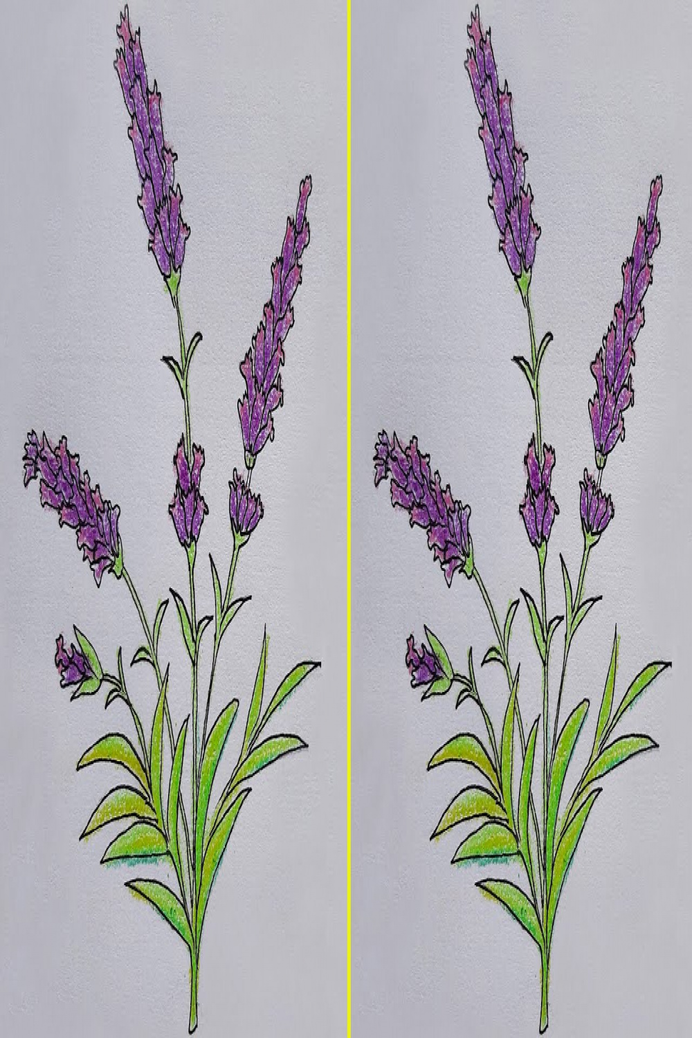 How to draw lavender flowers