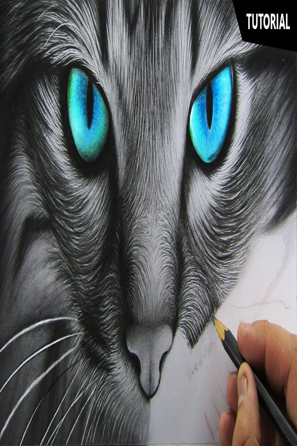 How to Draw Realistic Cat for BEGINNERS  Fur Drawing Technique