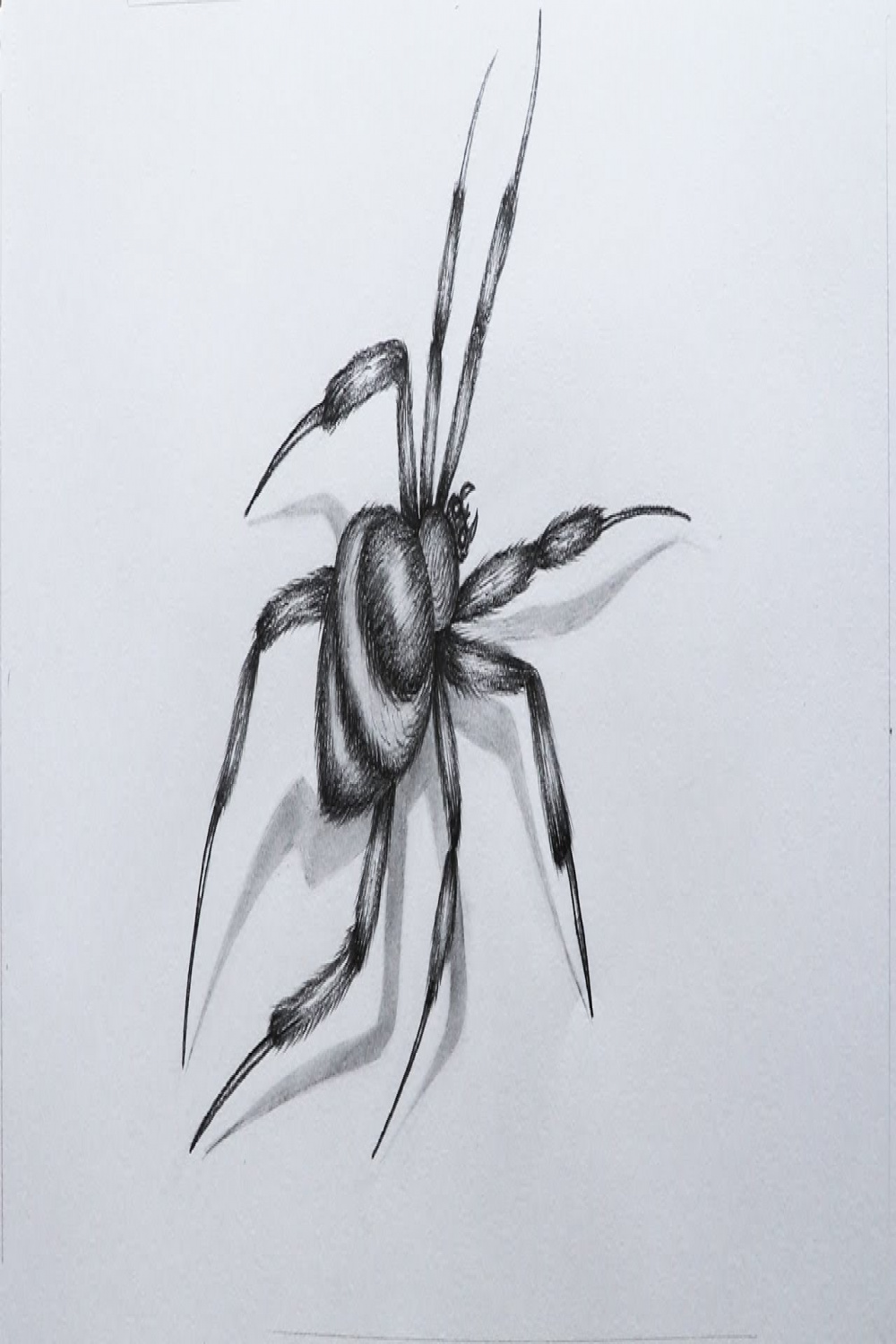 How to Sketch a Spider