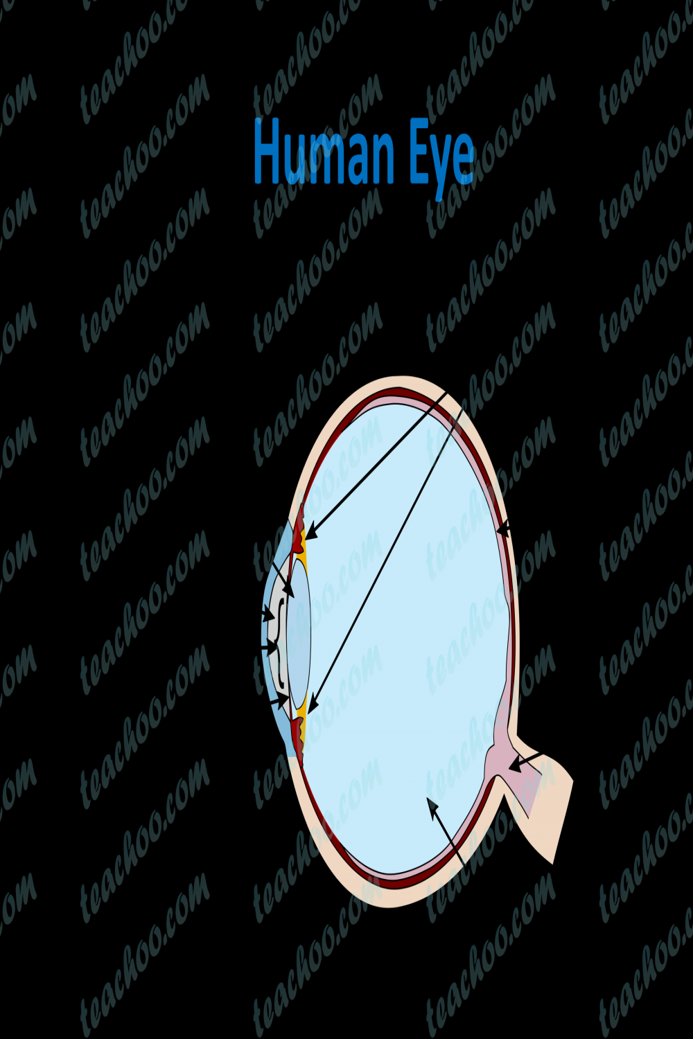 Human Eye - Different Parts and their functions - Class  Teachoo