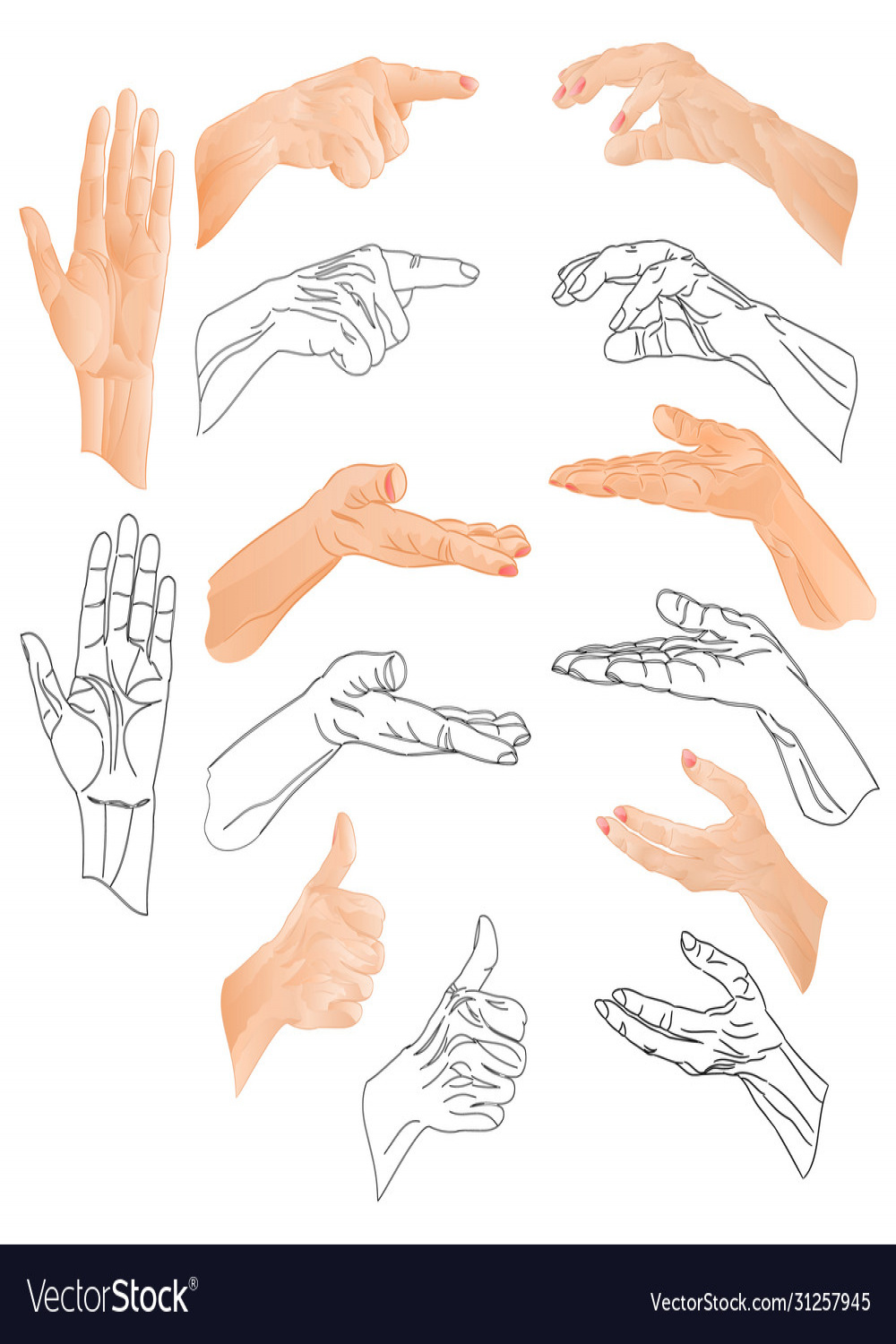 Human hands drawing and outline watercolor set Vector Image