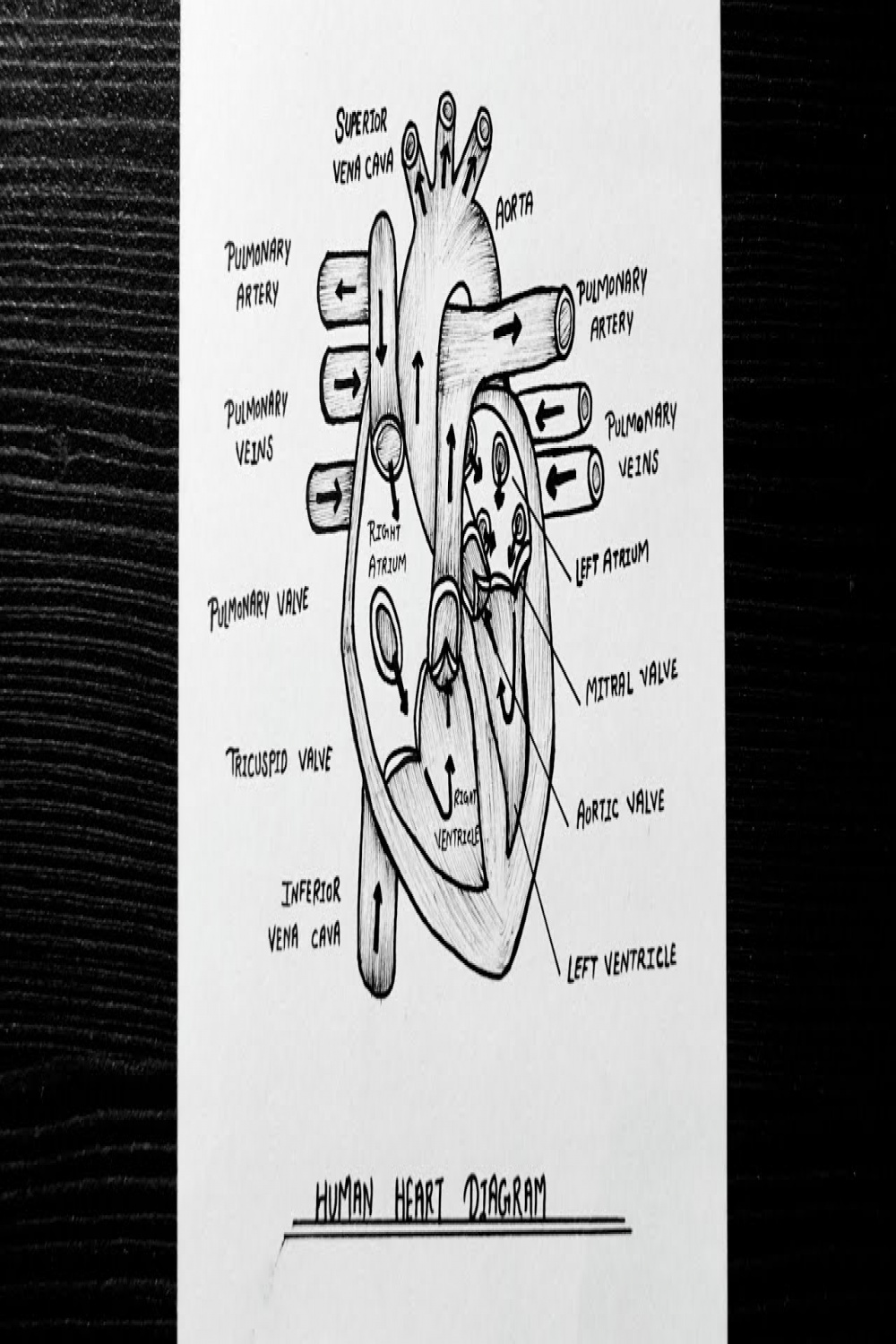 Human Heart Diagram  How to Draw Human Heart Diagram Step By Step   Class   Biology  NCERT
