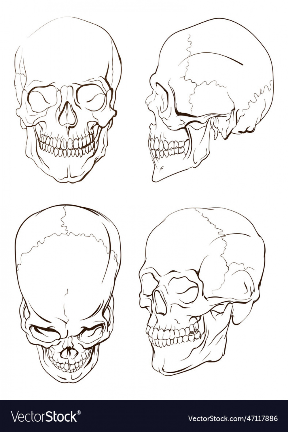 Human skull anatomical drawing different angles Vector Image