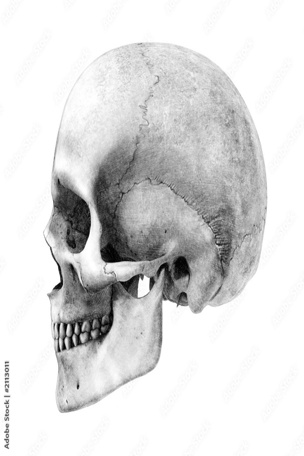 human skull - side - pencil drawing style - this Stock