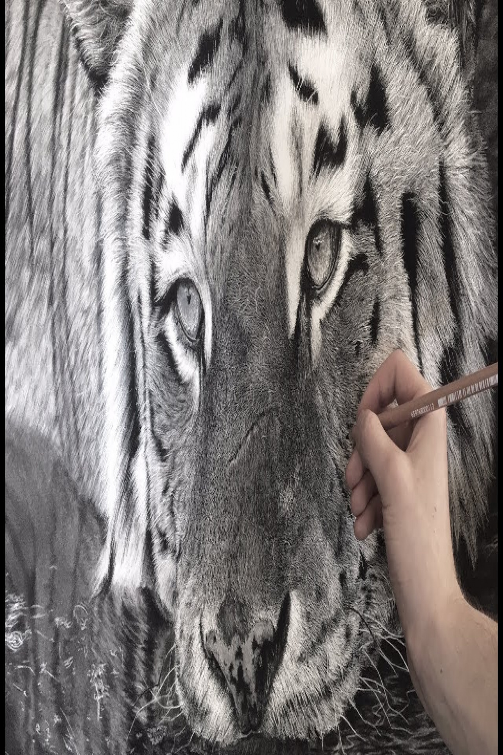 Hyperrealistic Tiger Drawing /  Hour Time-lapse