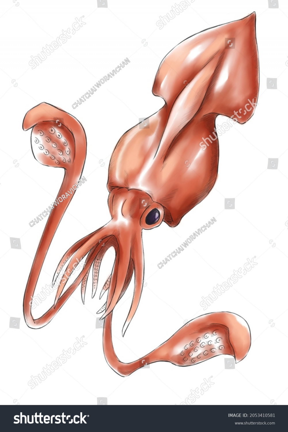 Illustration Colossal Squid Hatching Drawing Water Stock