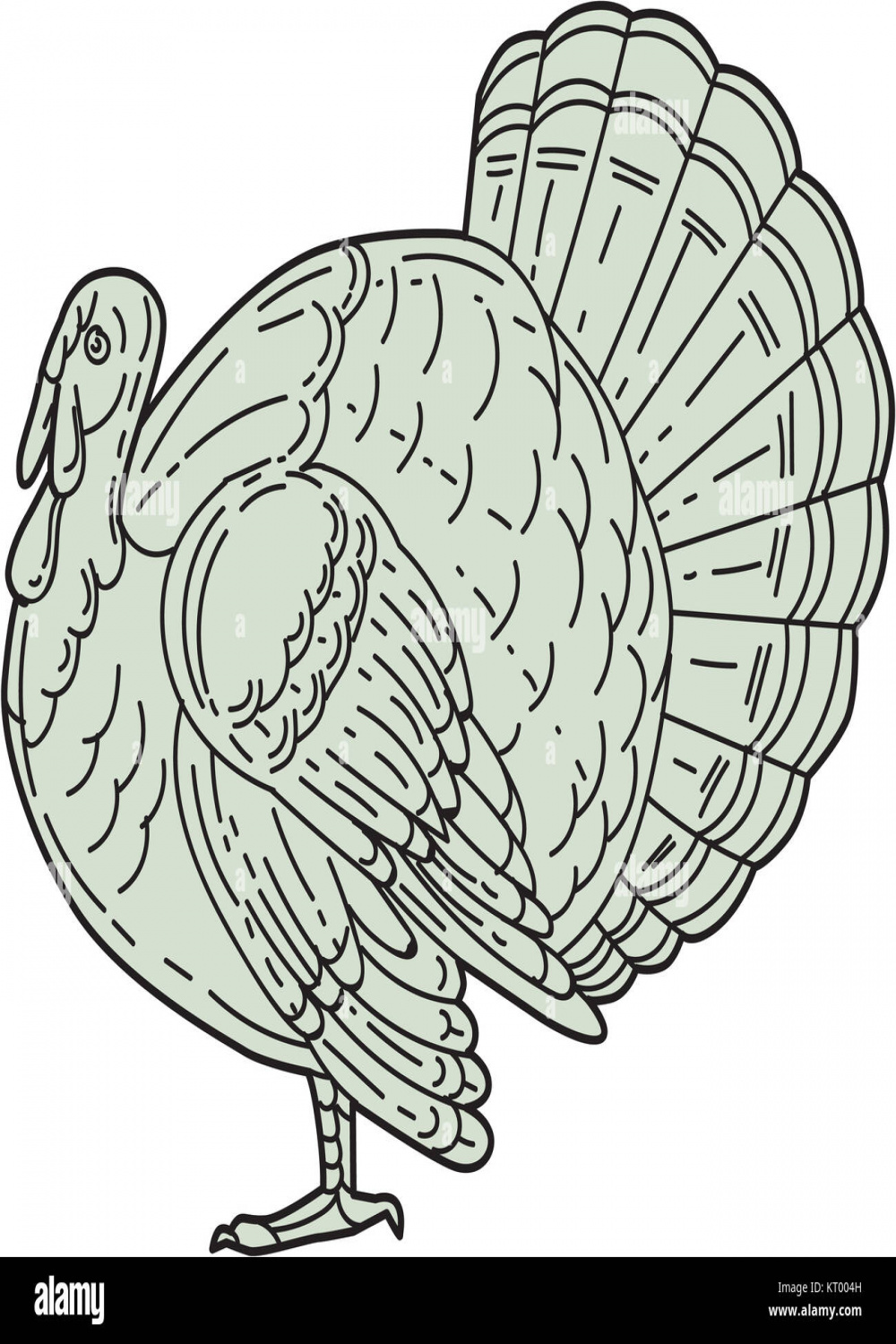 Illustration wild turkey side view hi-res stock photography and