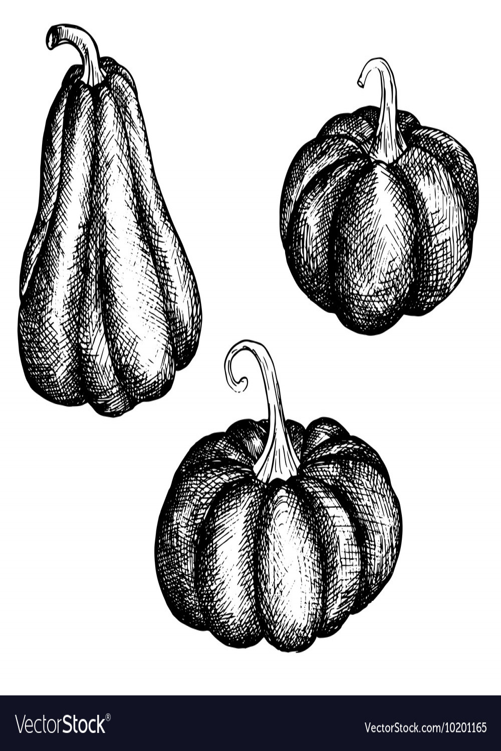 Ink drawing pumpkins Royalty Free Vector Image