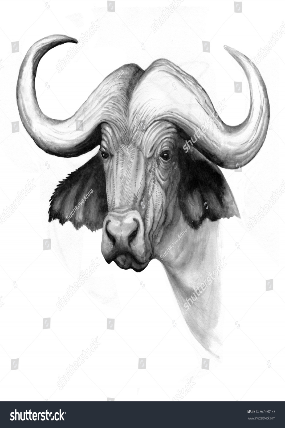 Ink Drawing Water Buffalo Head Stock Illustration