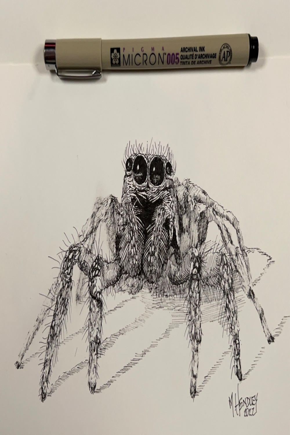Ink sketch of a spider  Mike Hendley Fine Art