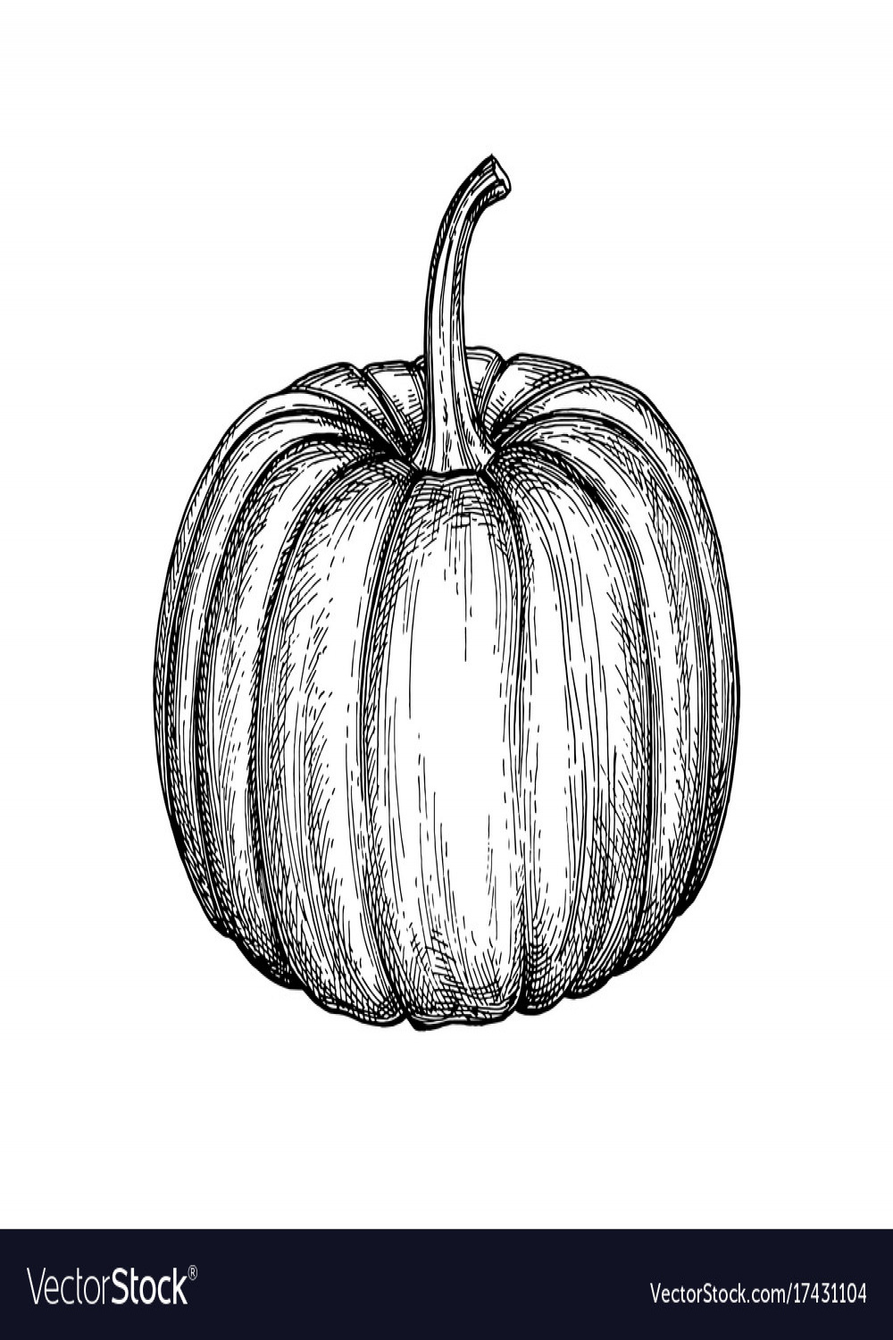 Ink sketch of pumpkin Royalty Free Vector Image