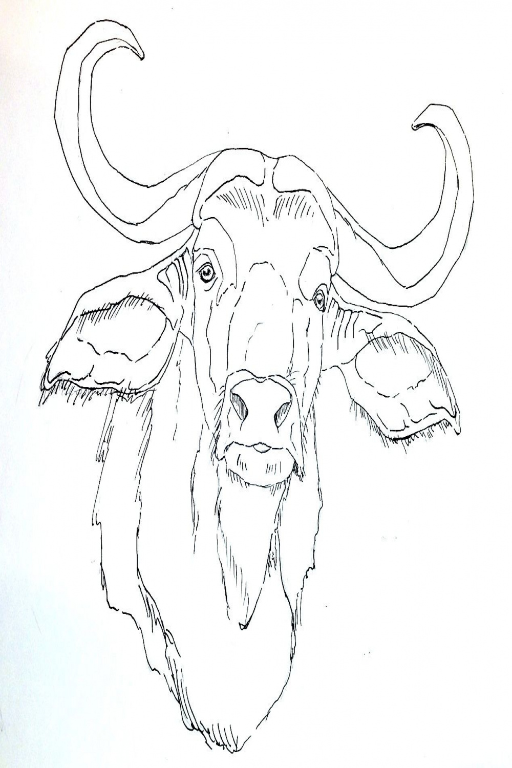 Italian Water Buffalo  Buffalo art, African art paintings, Animal