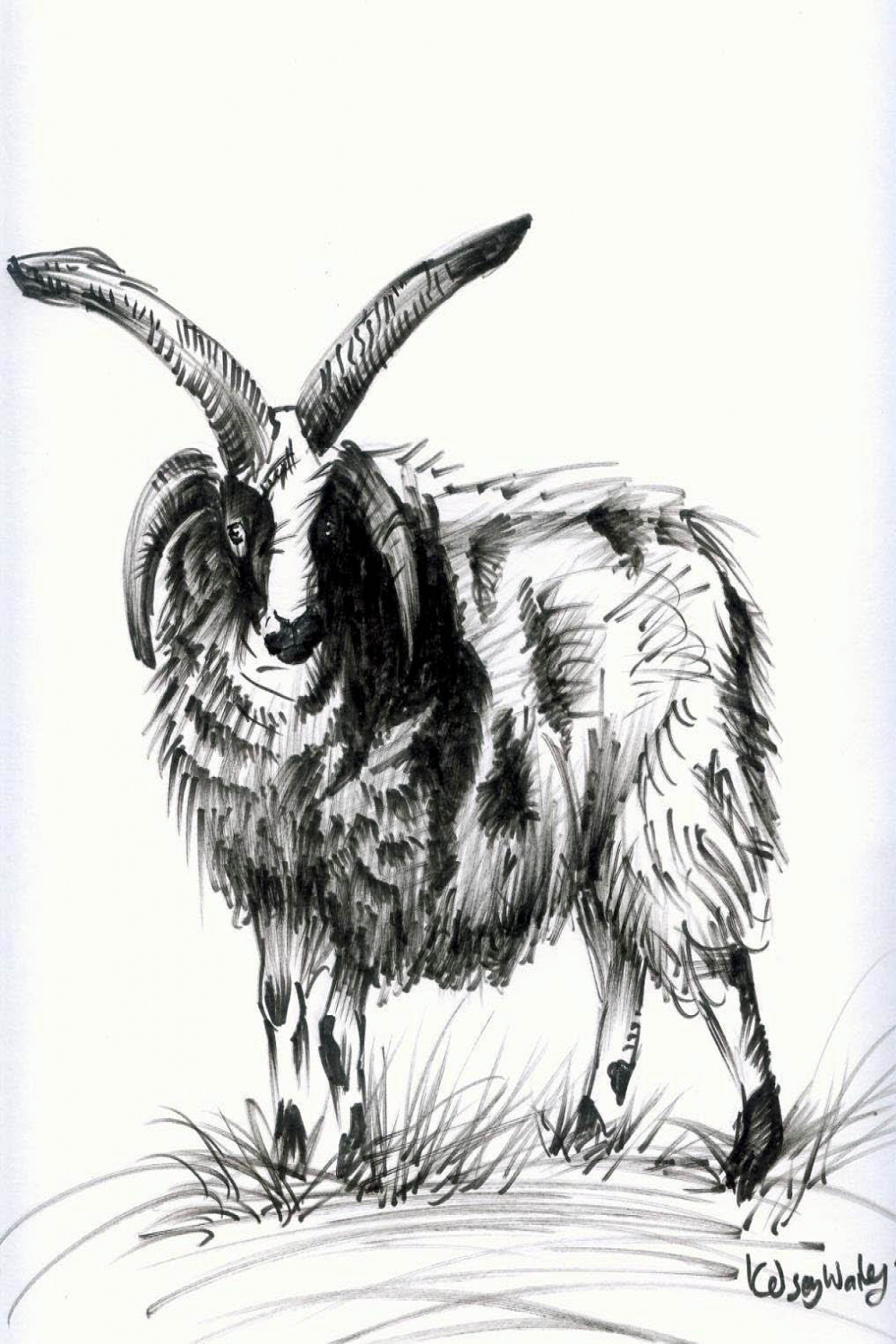 jacob sheep by EatToast on DeviantArt