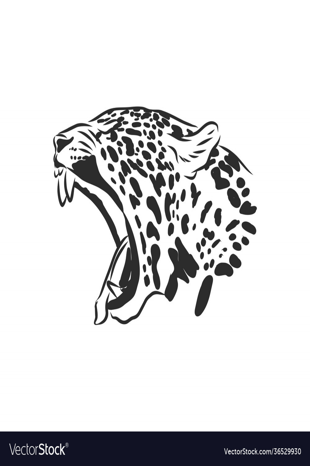 Jaguar hand drawn sketch isolated on white Vector Image