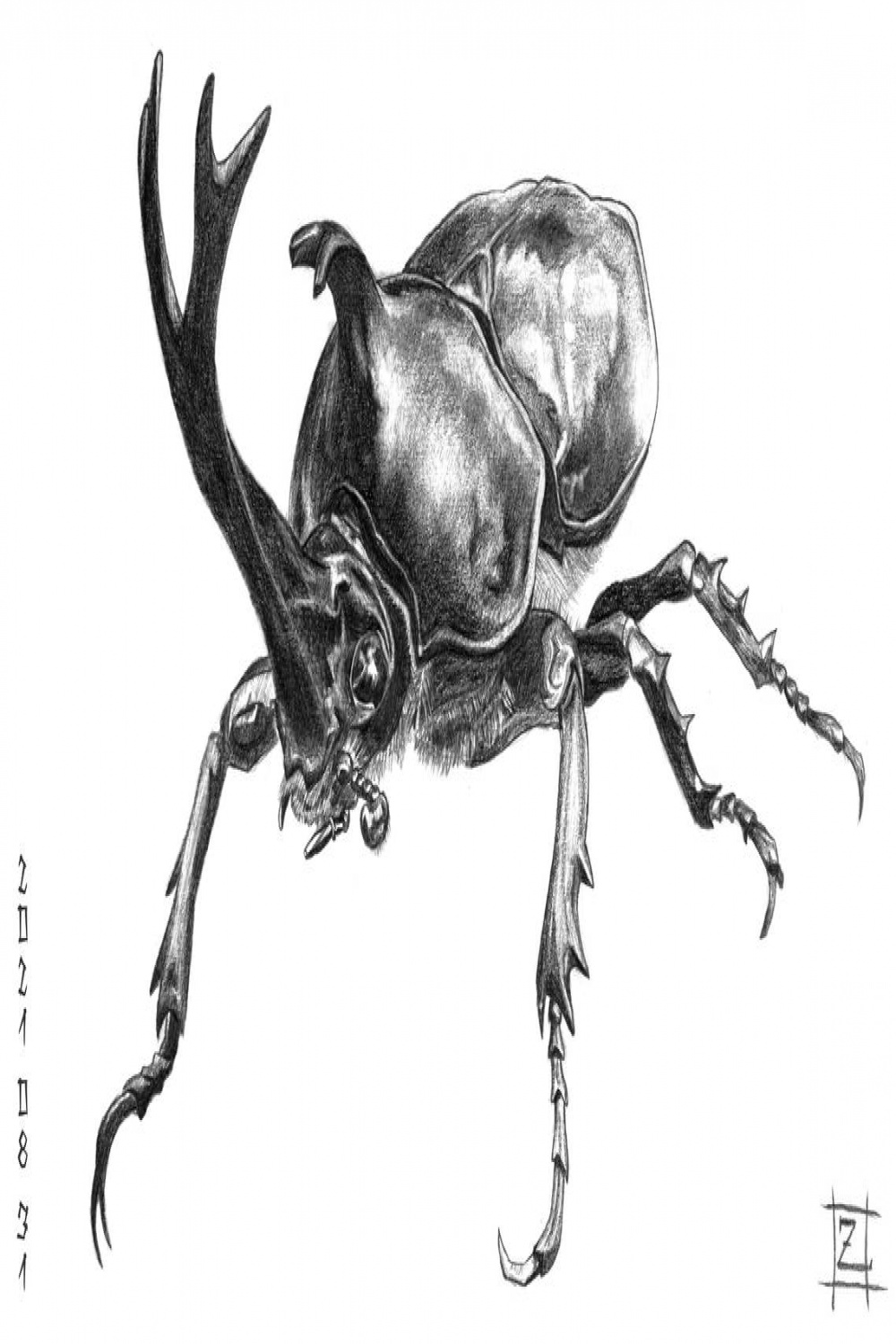 Japanese rhinoceros beetle by Zooli on DeviantArt