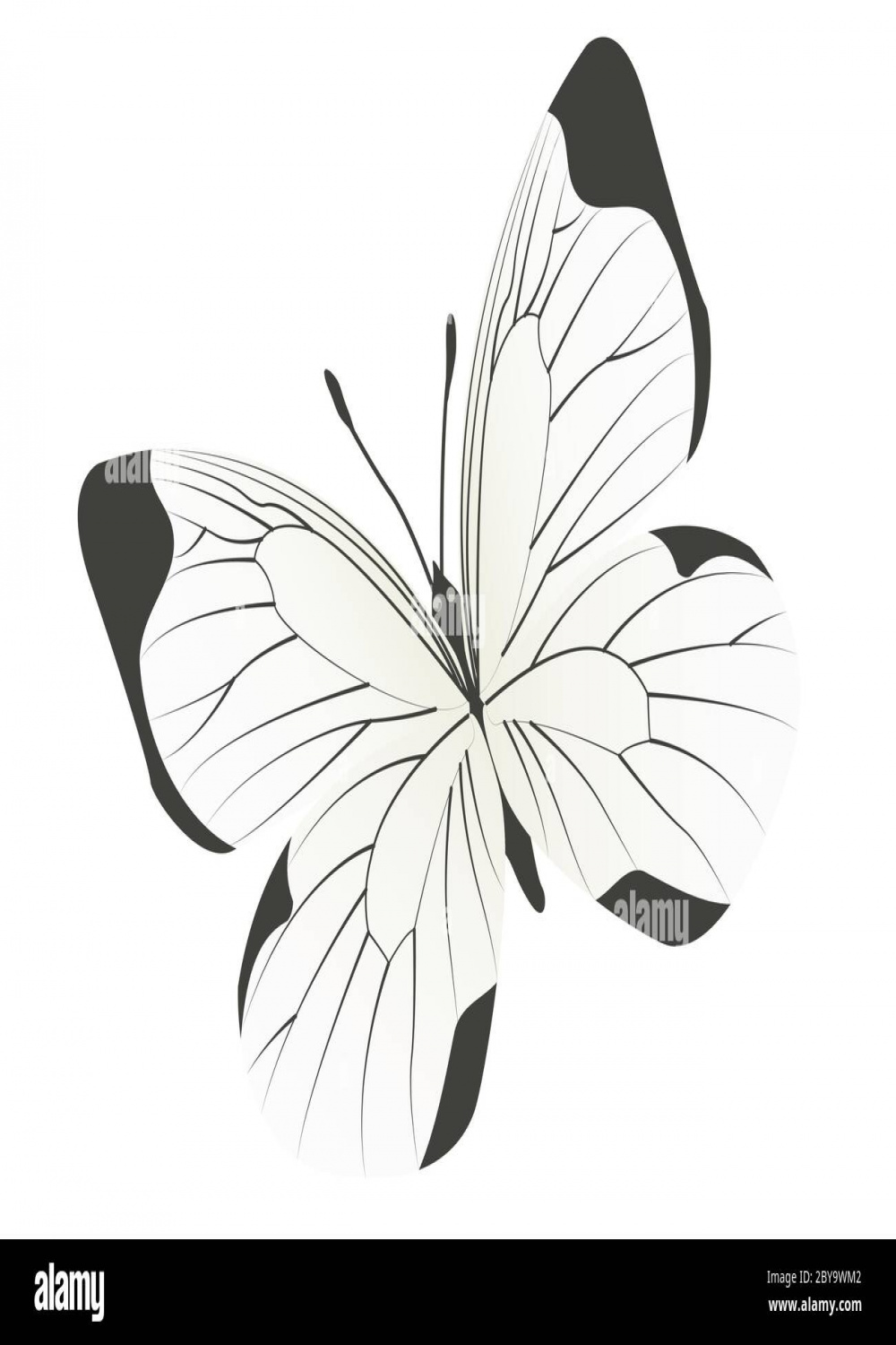 Japanese style vector butterfly Stock Vector Image & Art - Alamy