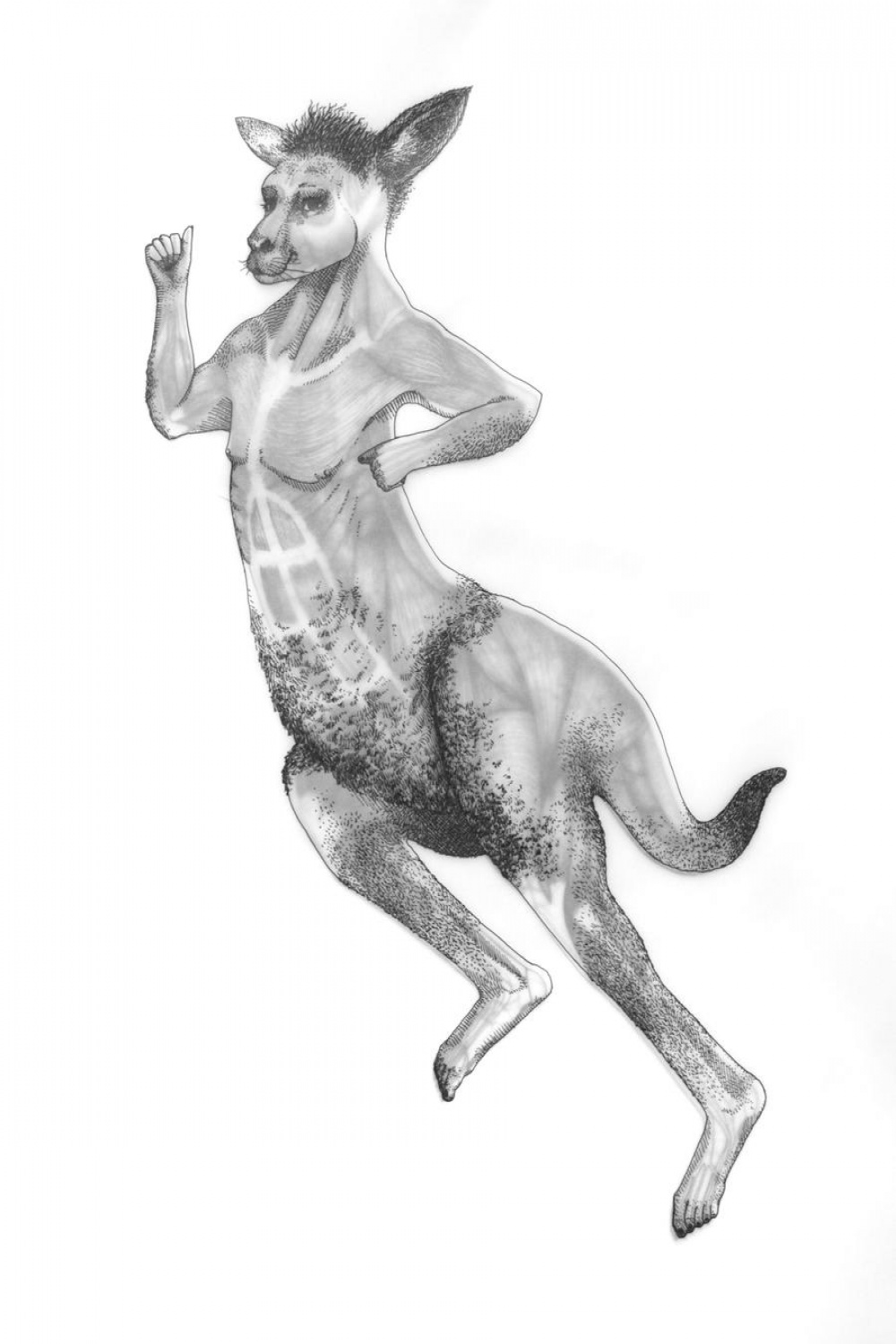 Kangaroo Morph by Nimbus on DeviantArt