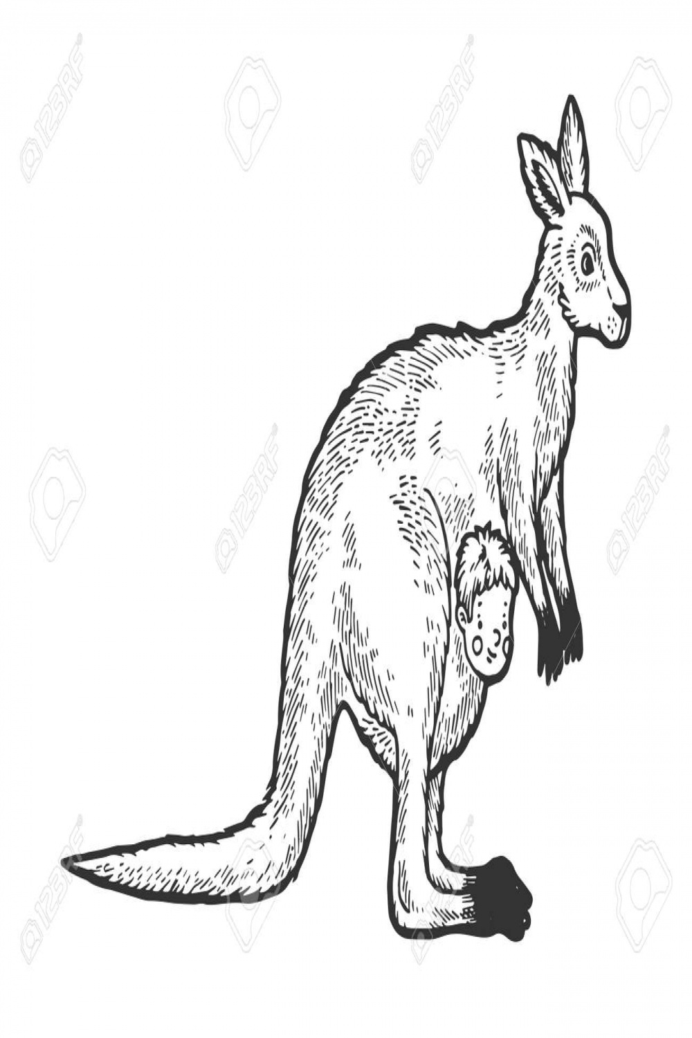 Kangaroo With Human Baby In Kangaroo Pouch Sketch Engraving Vector