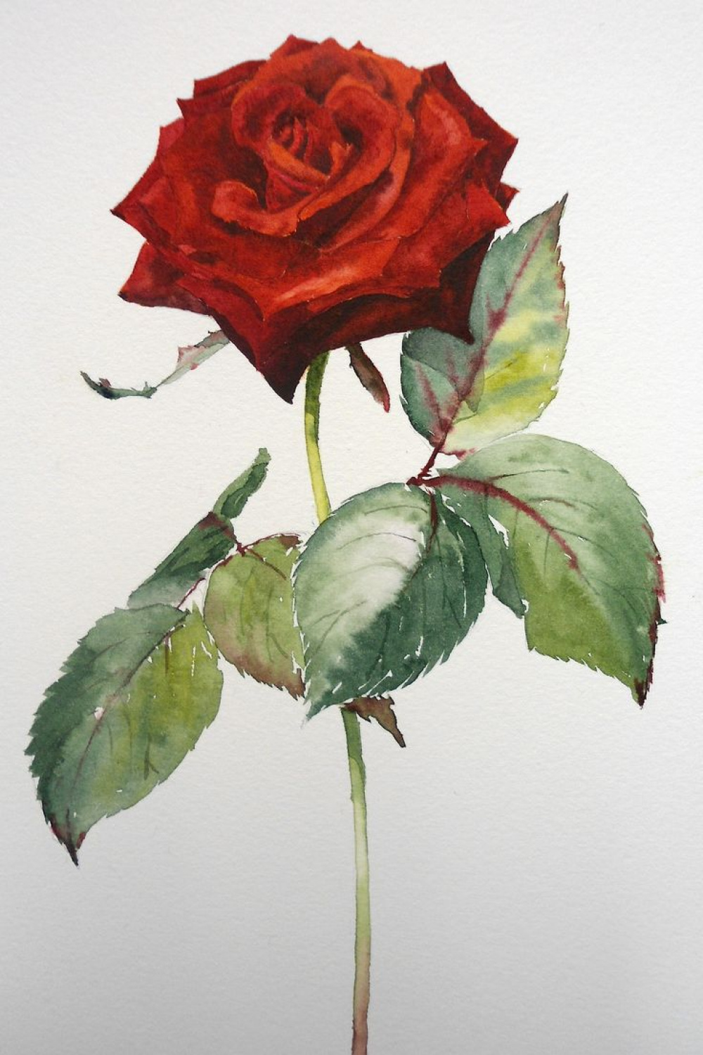 Learn how to paint this stunning red rose in watercolour with Sian
