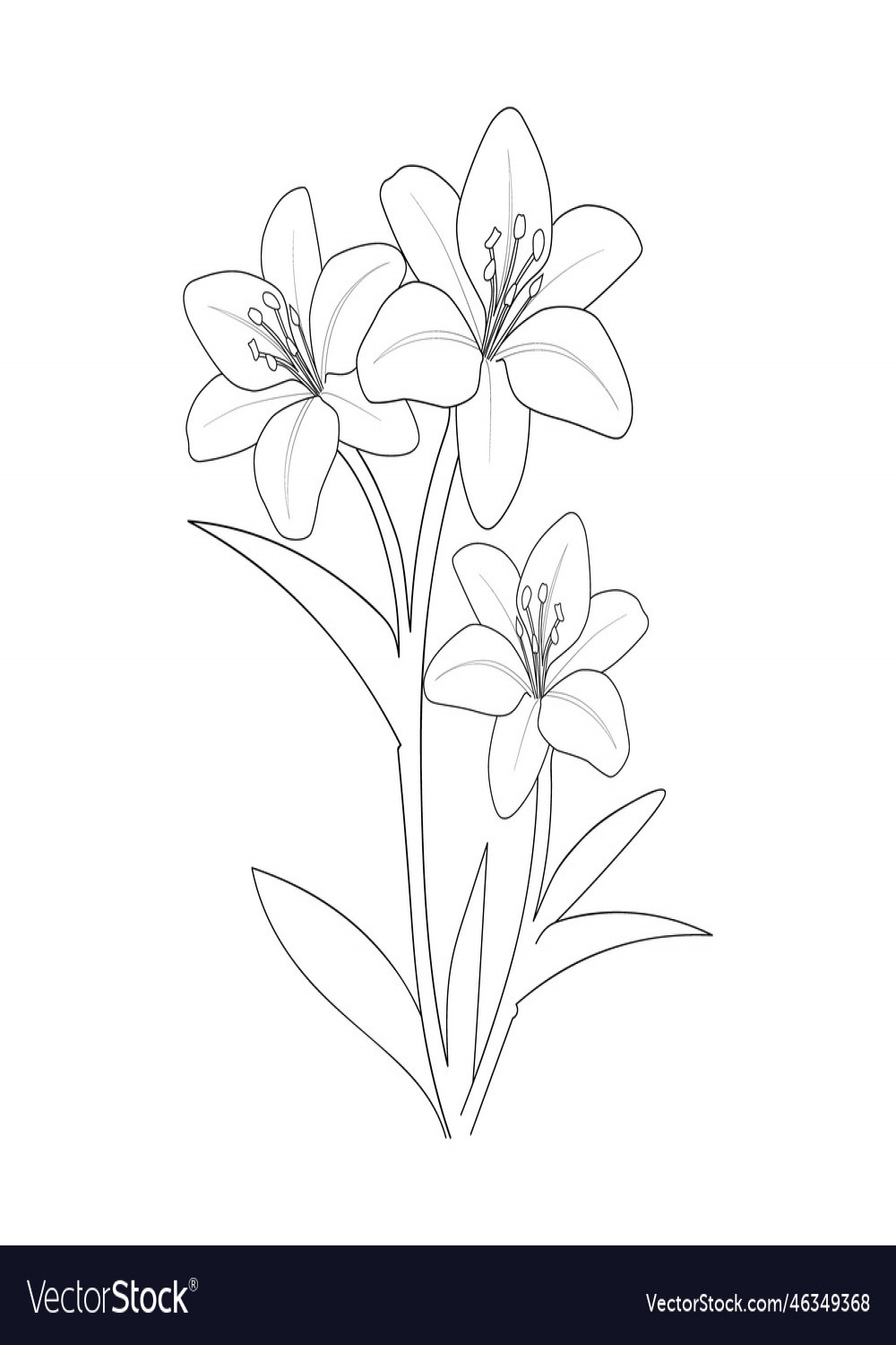 Lily flower drawing simple easy lili draw Vector Image