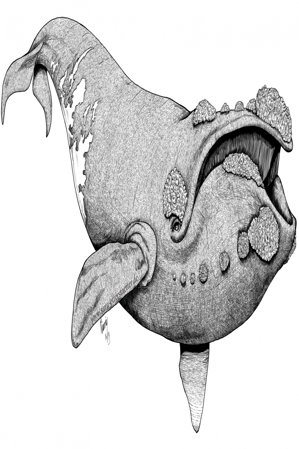 Line illustration of a Northern Right Whale