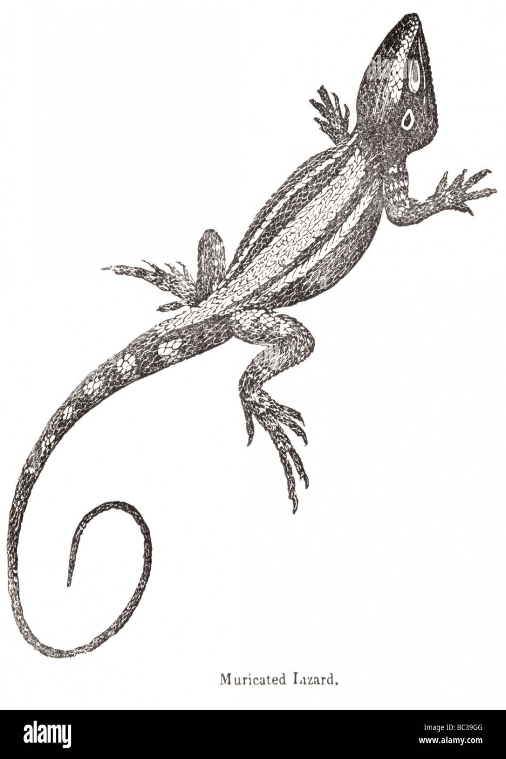 Lizard cut out hi-res stock photography and images - Page  - Alamy