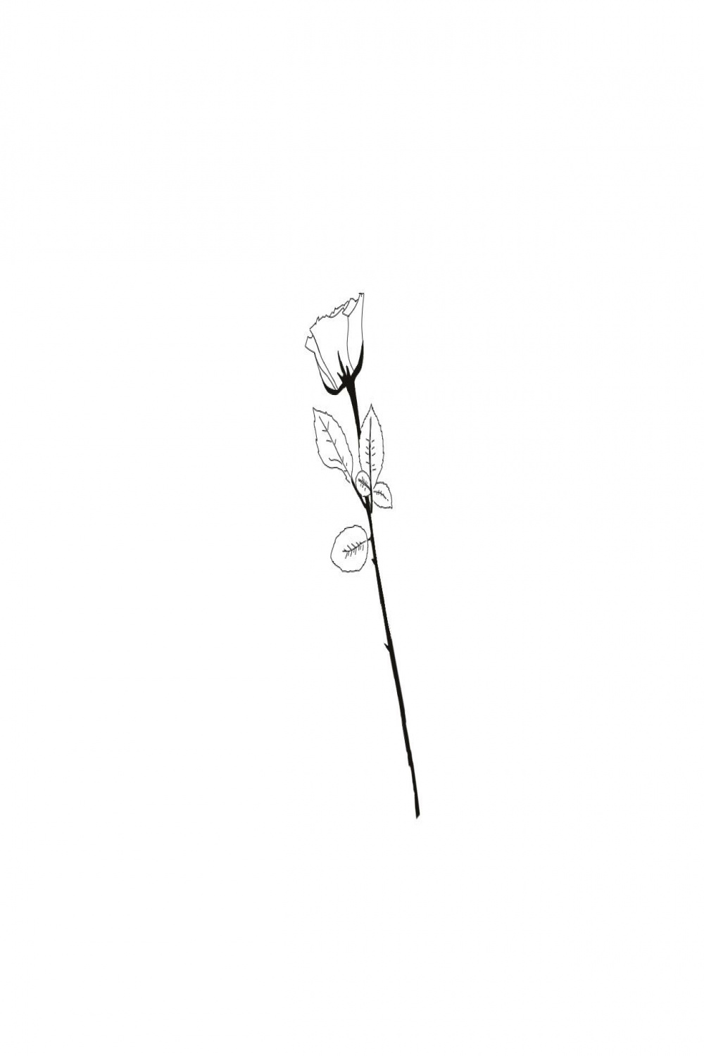 love , art , minimal, illustration , drawing, woman , rosa rose