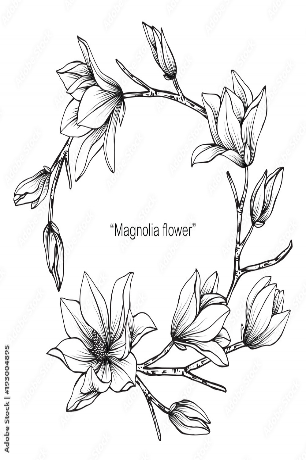 Magnolia flower drawing illustration