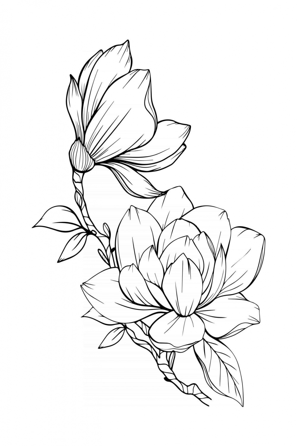 Magnolia Flower Outline Magnolia LIne Art Line Drawing  Flower