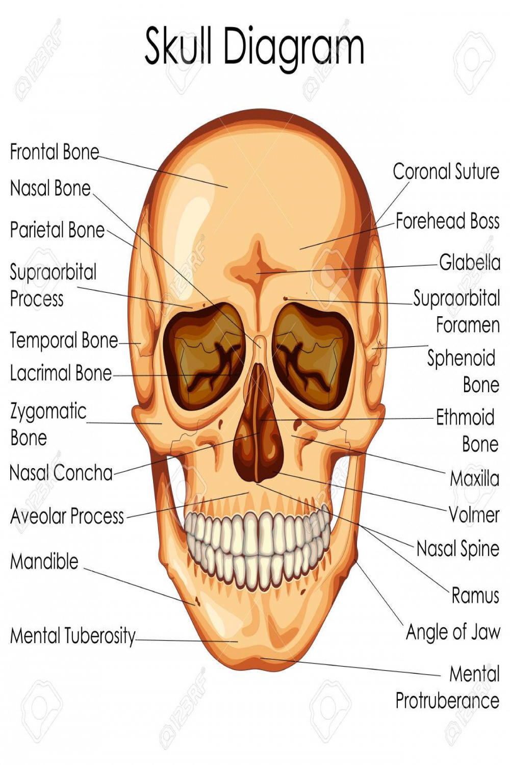 Medical Education Chart Of Biology For Human Skull Diagram