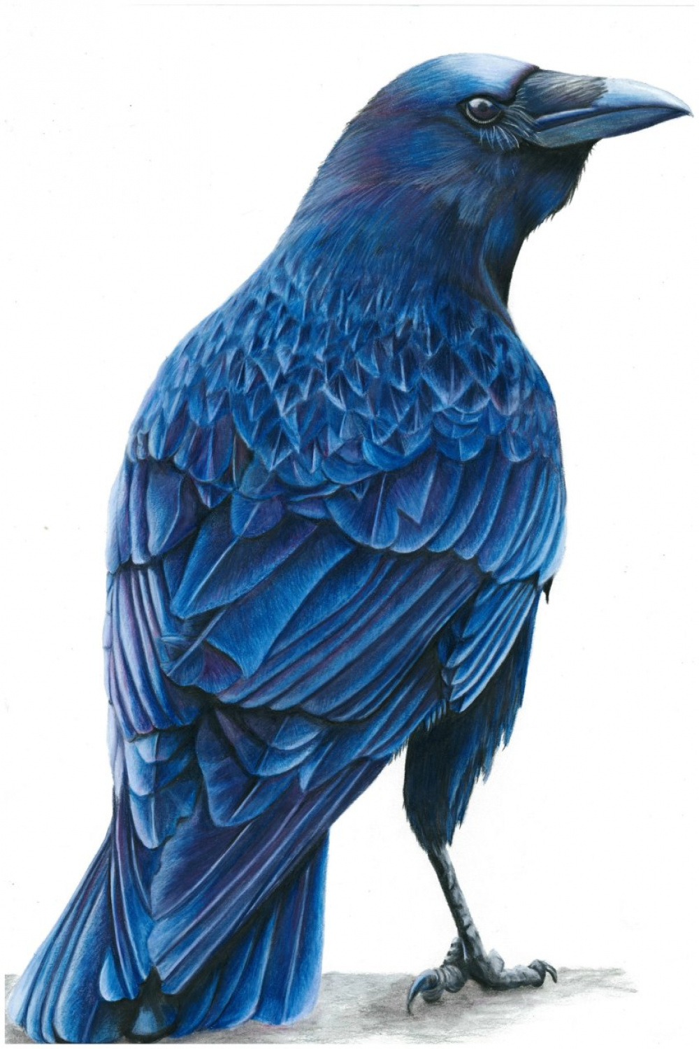 Midnight Crow” Tutorial  Cassandra Hanley Art