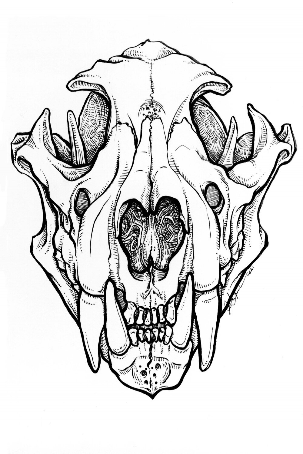 Mountain Lion Skull Study No