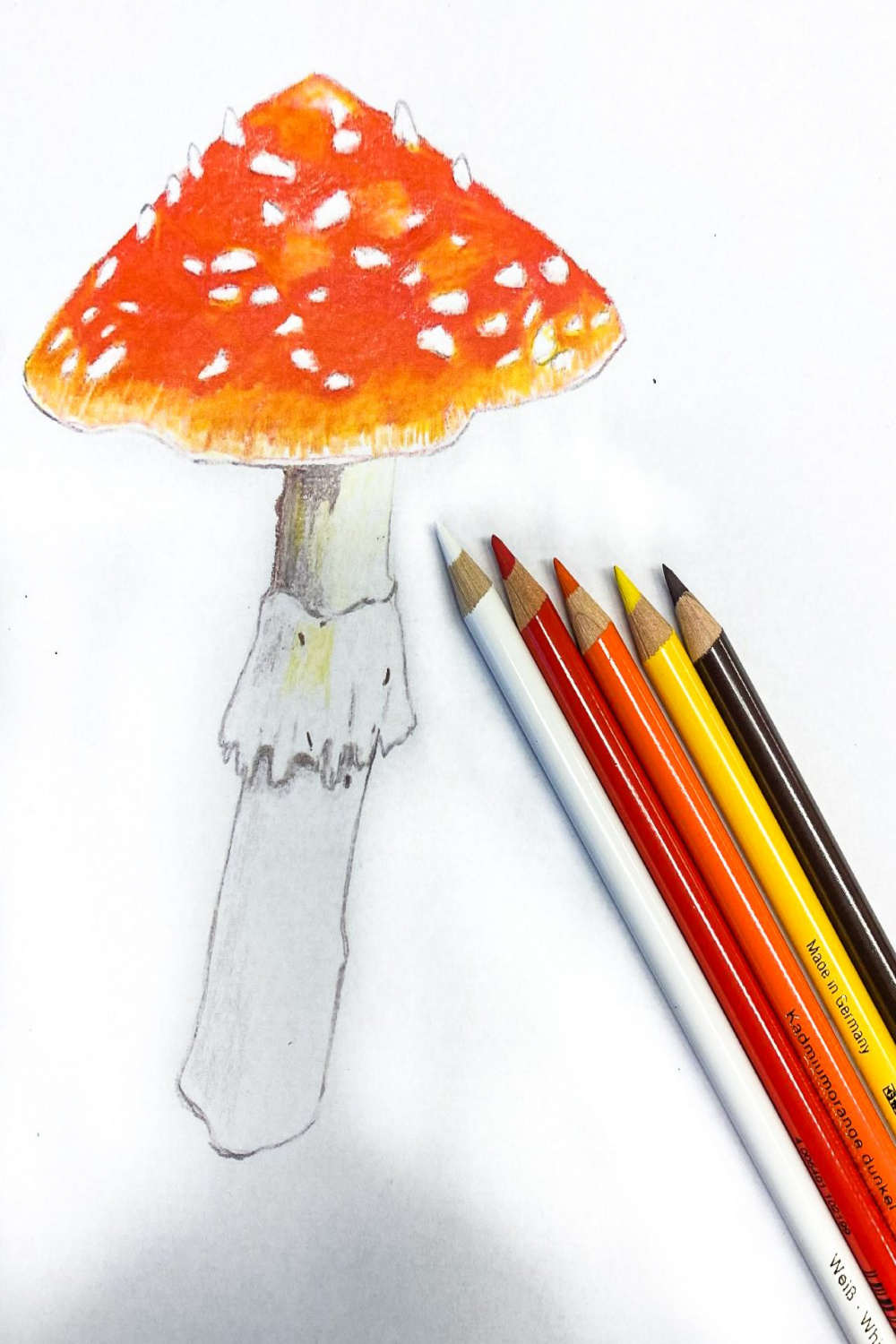 Mushroom Colored Pencil — Alaska Botanical Garden