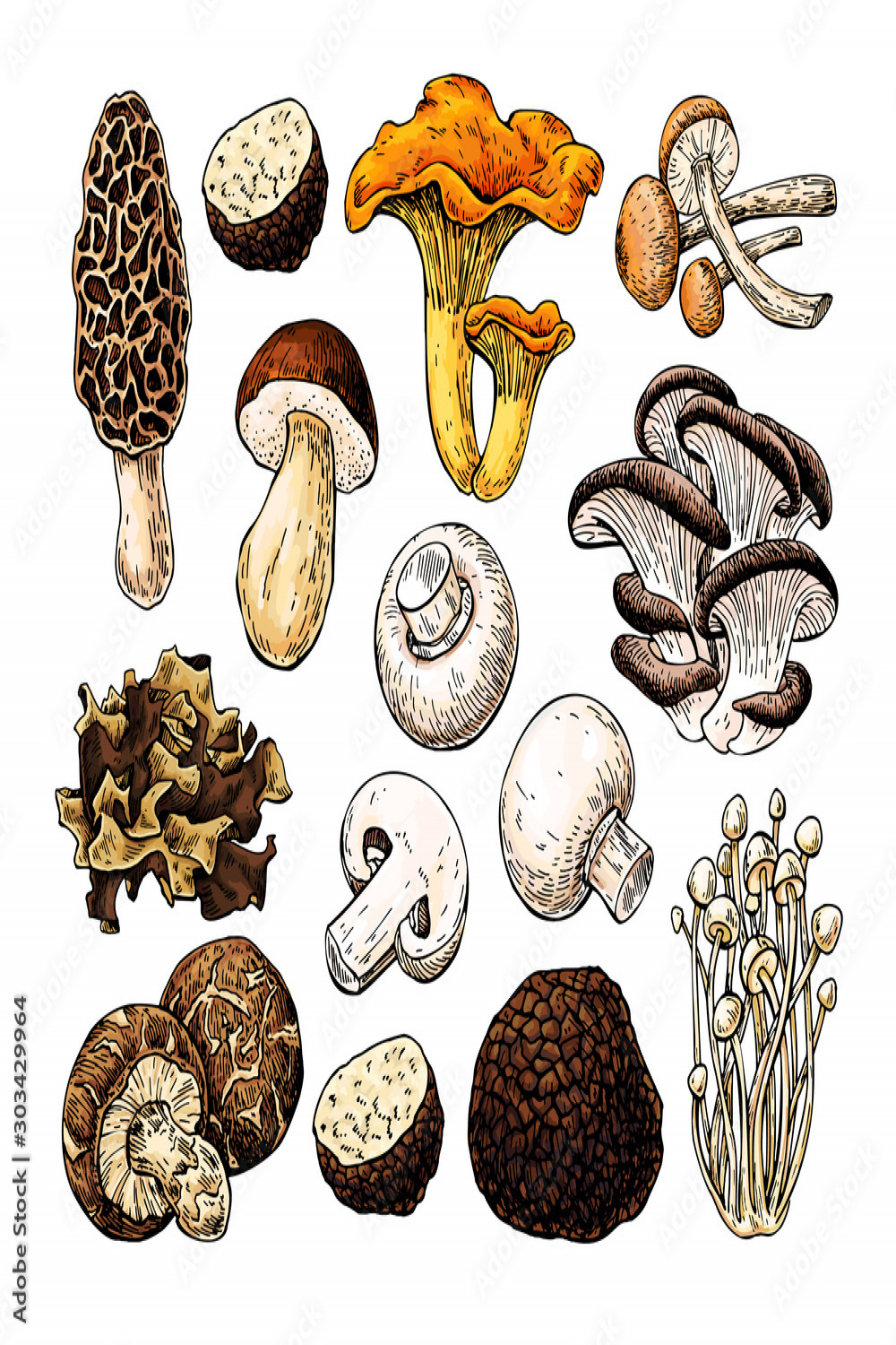 Mushroom hand drawn vector illustration