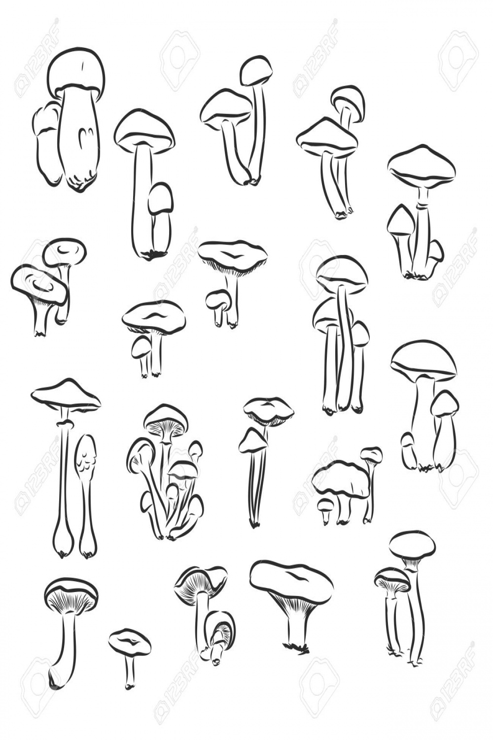 Mushroom, Mushrooms, Illustration Mashroom, Vector, Drawing