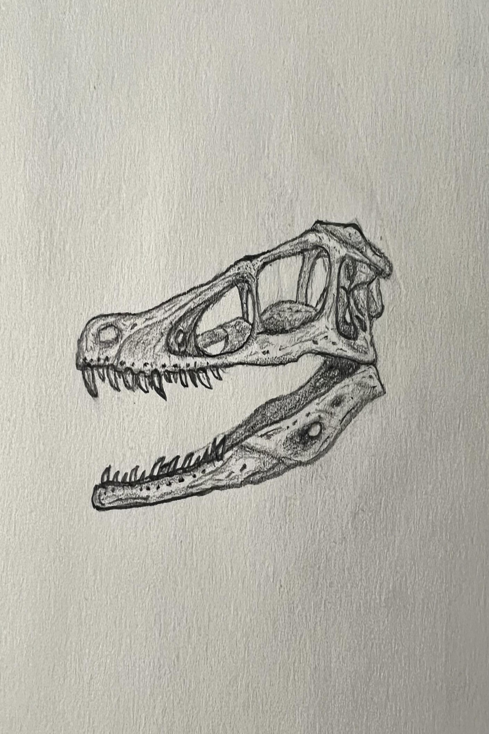 My Drawing of a Velociraptor Skull : r/Paleoart