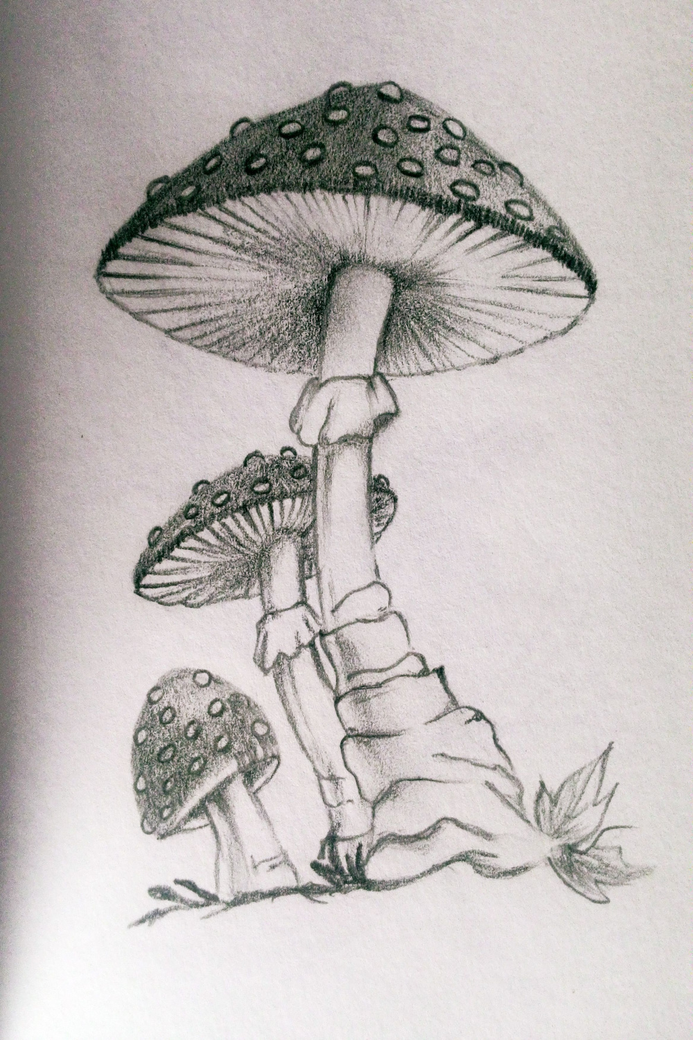 My practice #mushroom #pencil #sketch #draw  Mushroom drawing