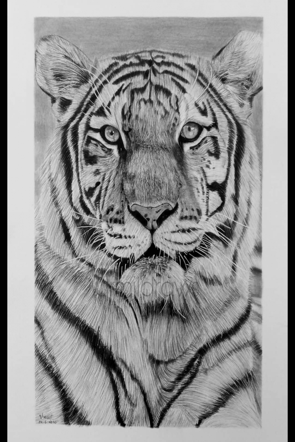 My Tiger drawing in charcoal medium : r/drawing
