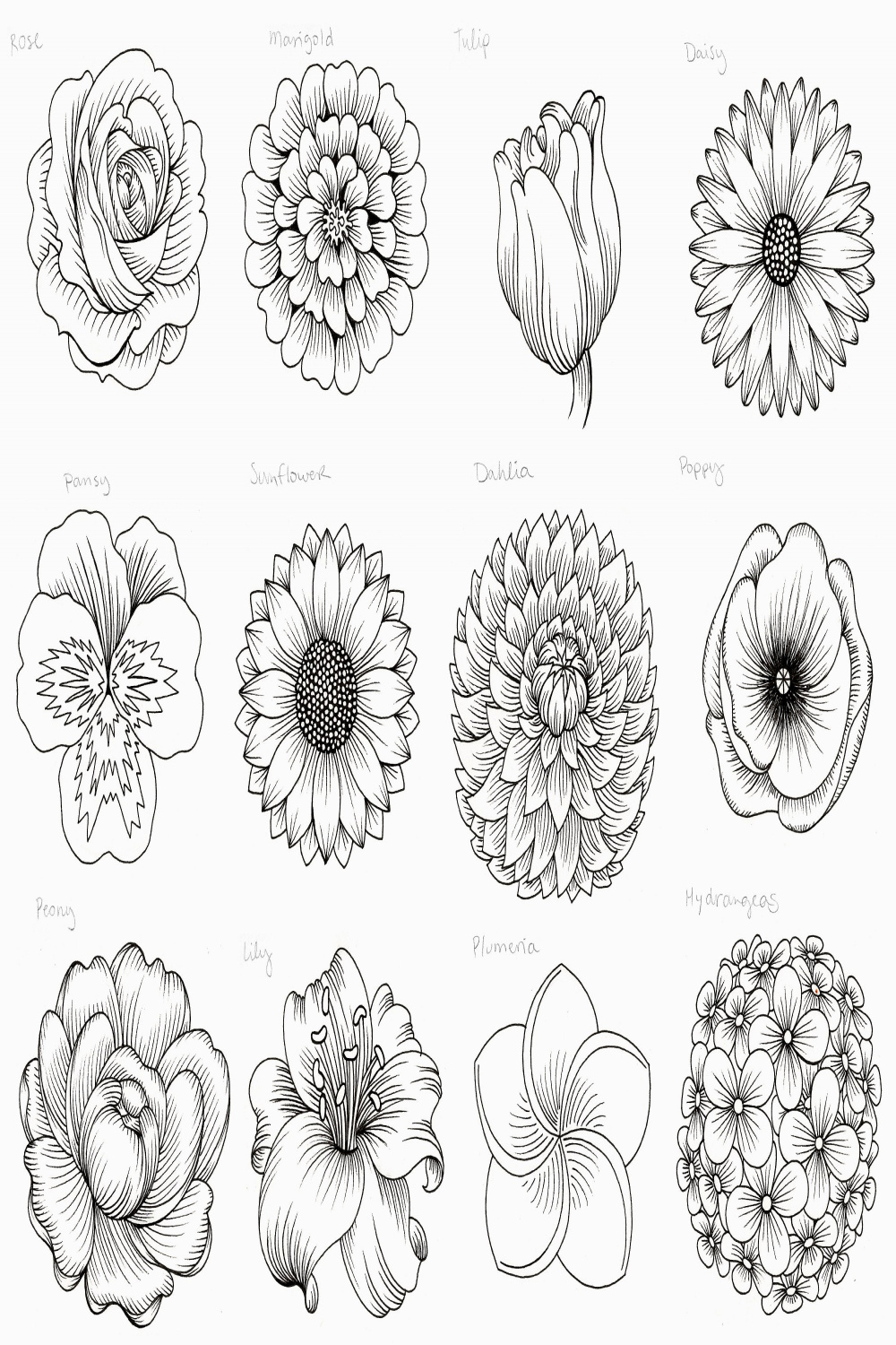Nature, draw + outline flowers
