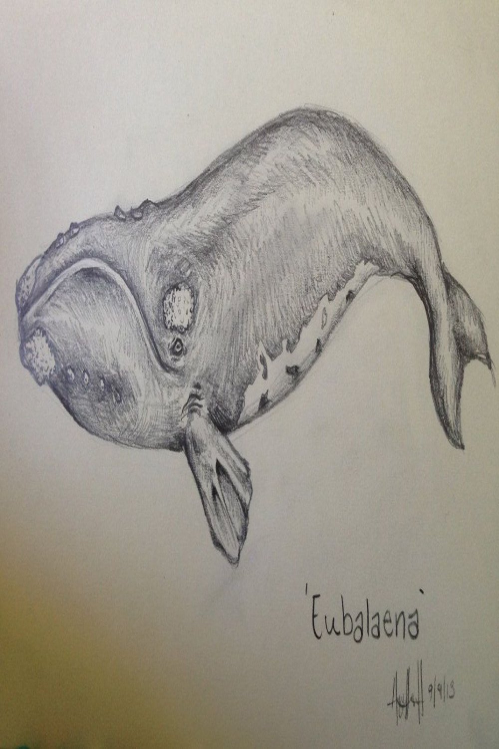 North Atlantic Right Whale  Sketch by hayleeeex on DeviantArt en