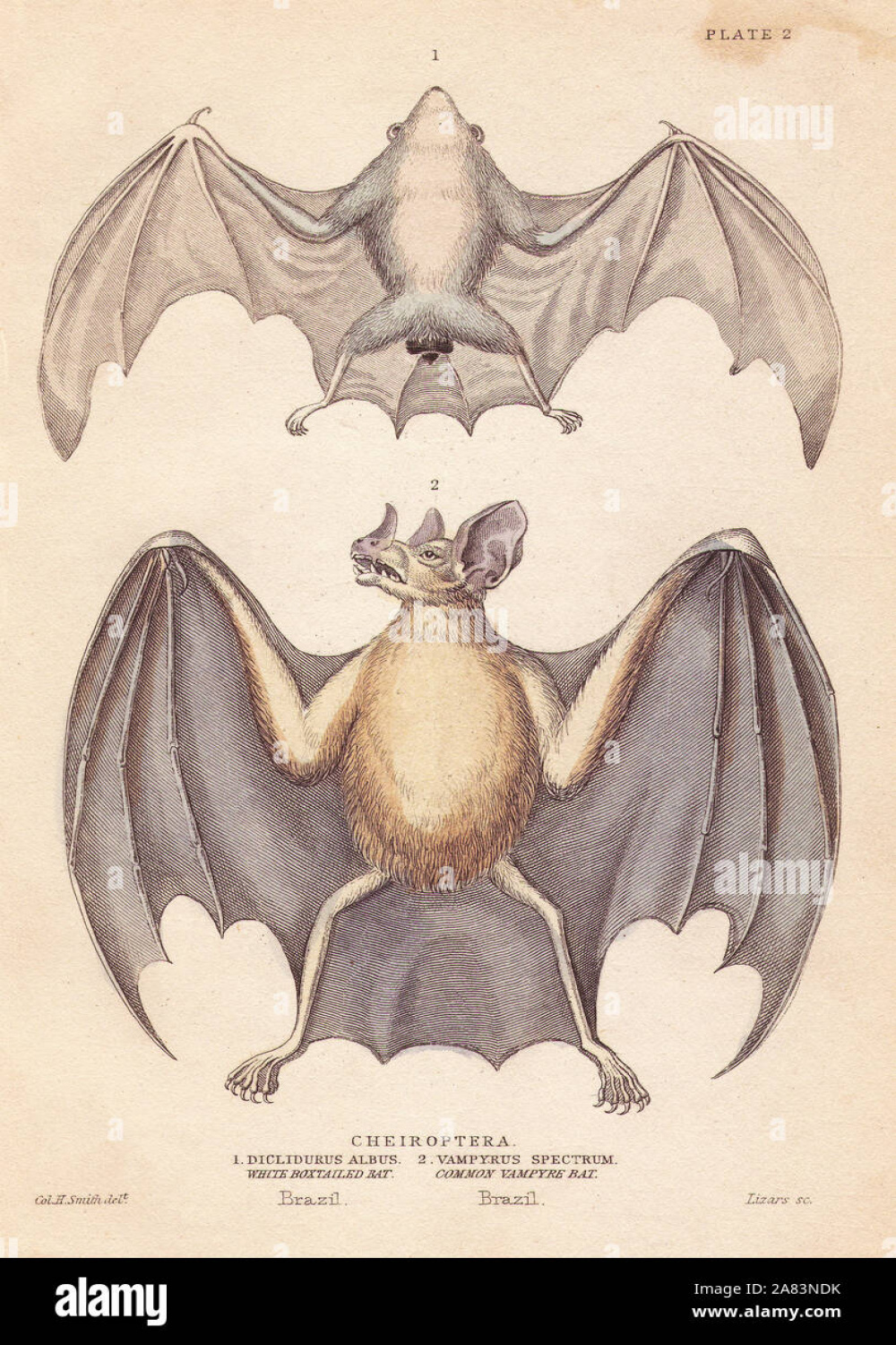 Northern ghost bat or white box-tailed bat, Diclidurus albus, and