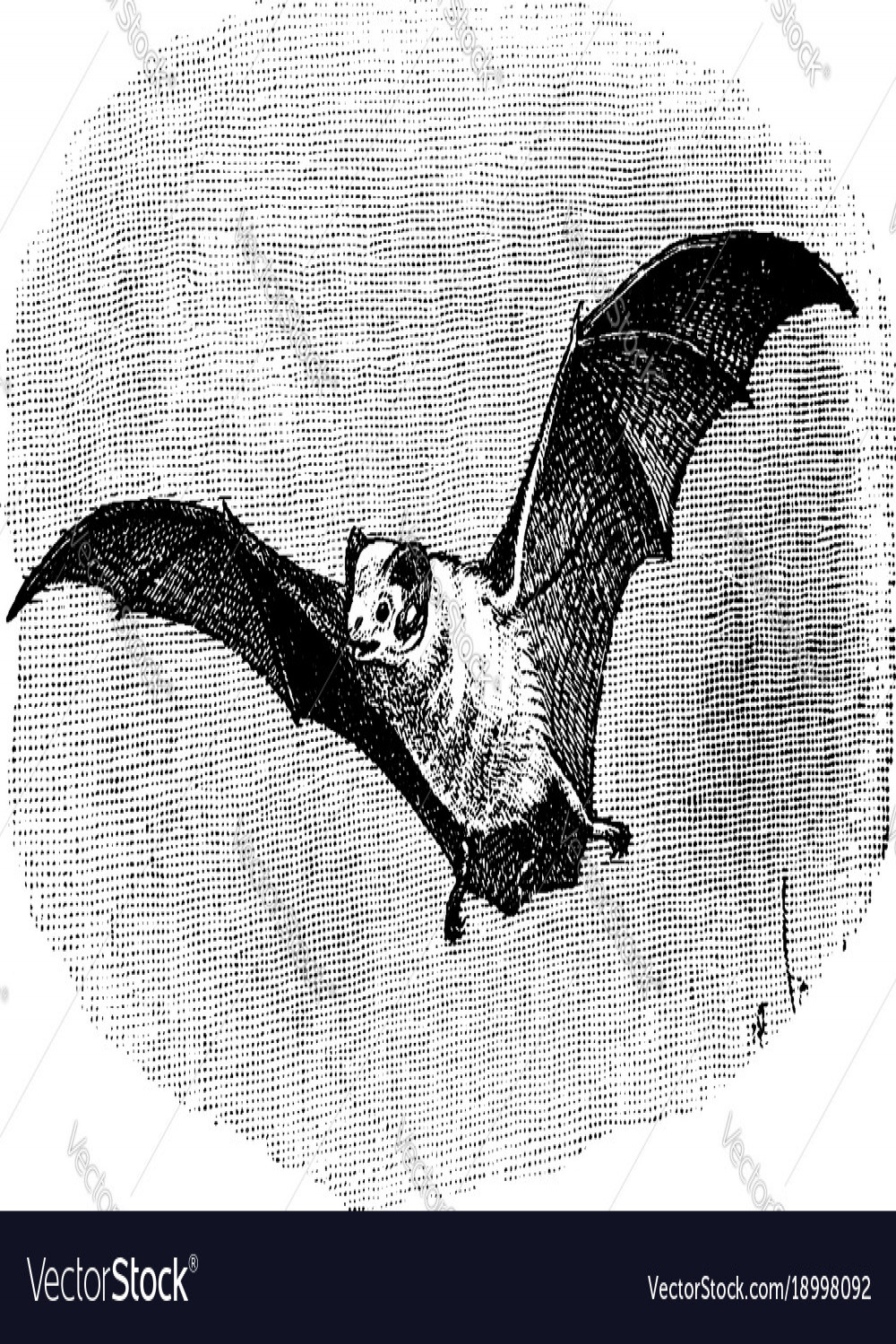 Northern ghost bat vintage Royalty Free Vector Image