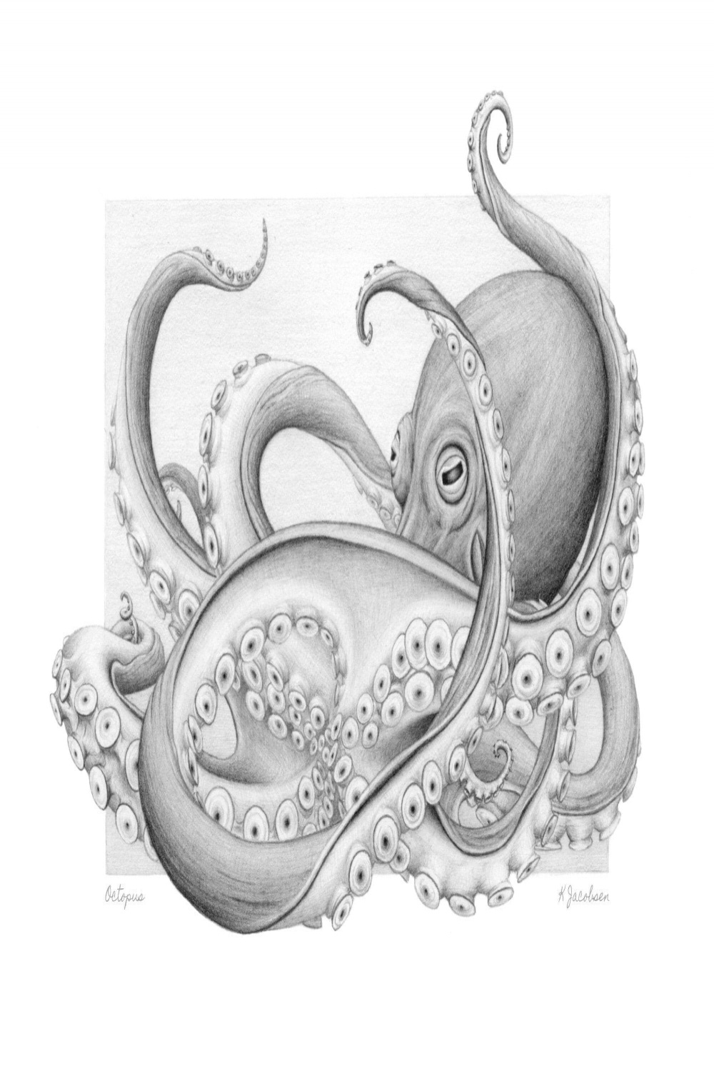 Octopus Pencil Drawing Giclée Print - Etsy