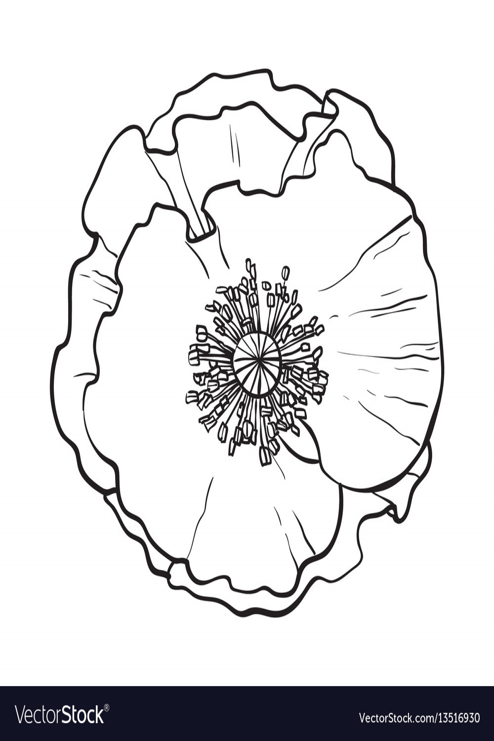 Open chamomile blossom top view sketch style Vector Image