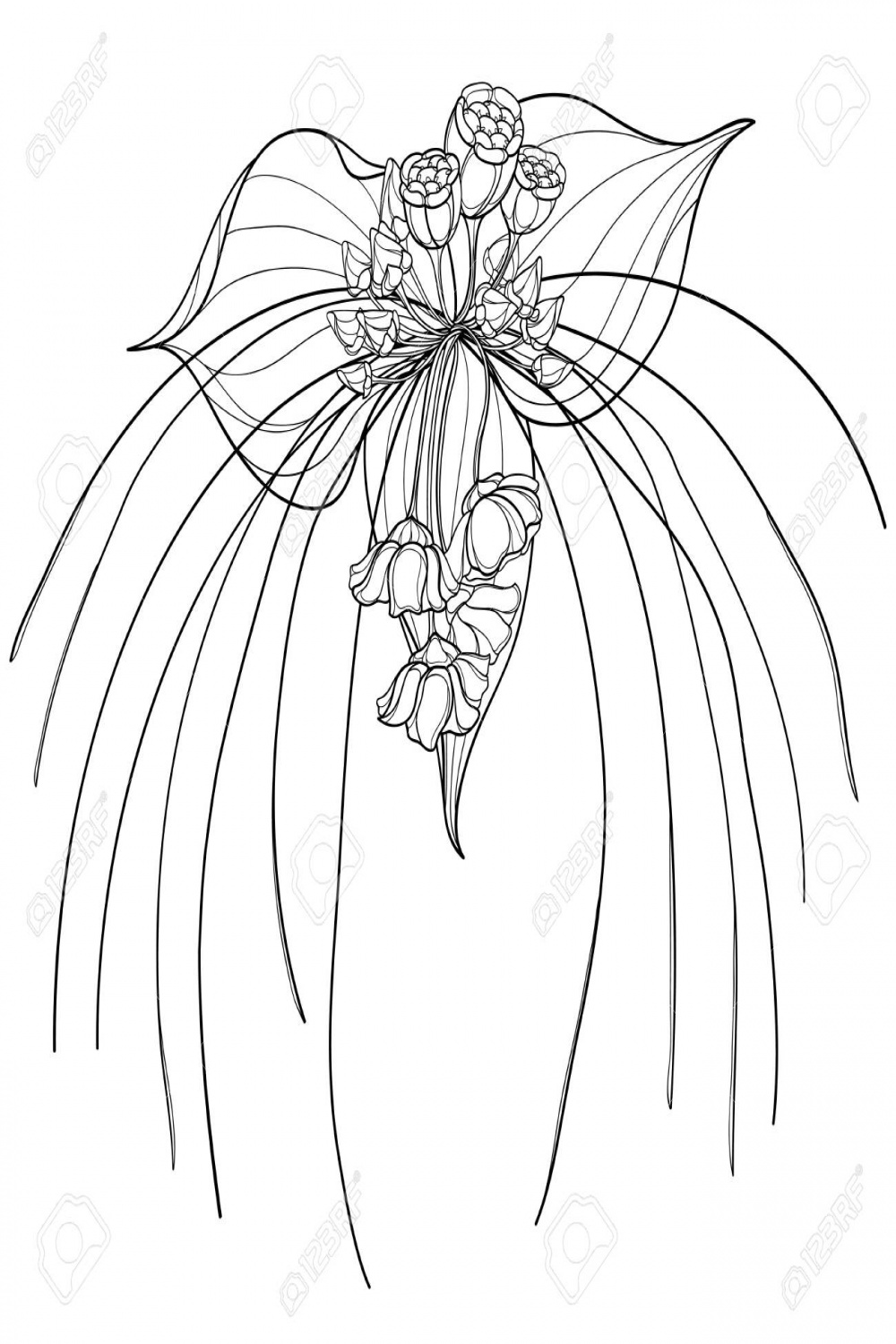 Outline Tropical Black Bat Flower Or Tacca Chantrieri Isolated